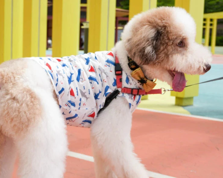 Chaviva: a wardrobe for four-legged friends — original My Little Korner article cover